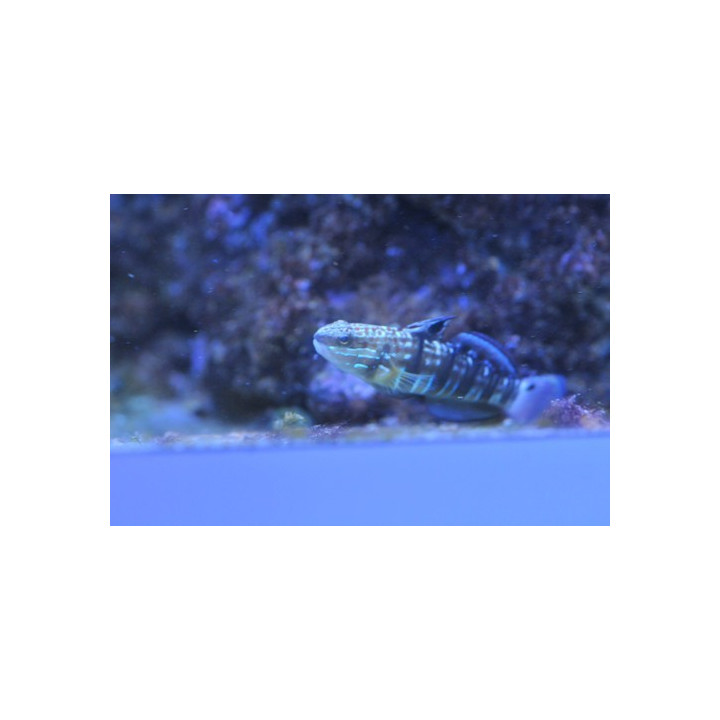 Amblygobius phalaena  ELEVAGE - poisson herbivore - poisson marin - aquarium sur mesure
