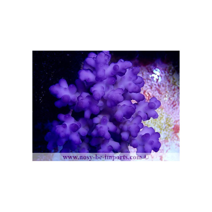 Acropora granulosa bleu M WYSIWYG