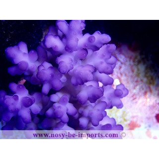 Acropora granulosa bleu M WYSIWYG
