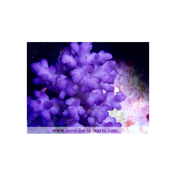 Acropora granulosa bleu M WYSIWYG
