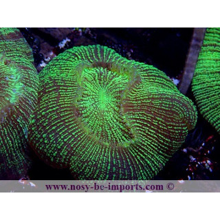 Trachyphyllia sp. vert WYSIWYG