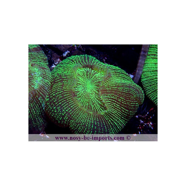 Trachyphyllia sp. vert WYSIWYG