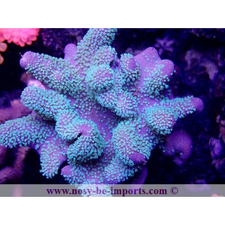 Lobophyton sp. vert fluo Australie WYSIWYG