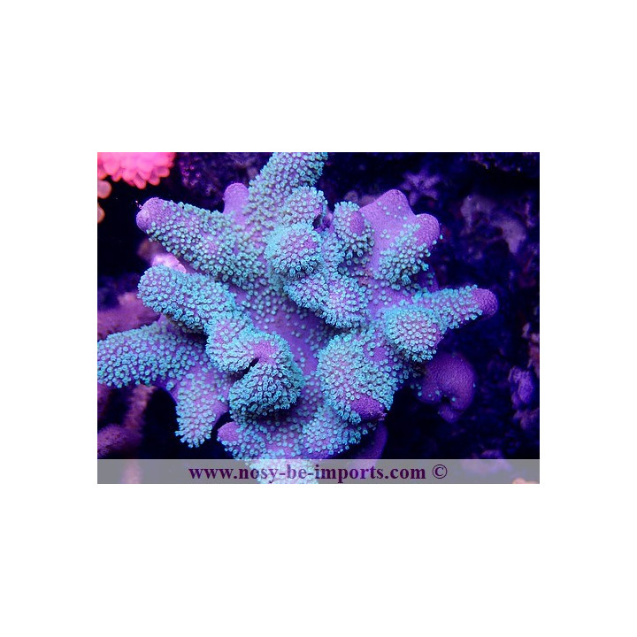 Lobophyton sp. vert fluo Australie WYSIWYG