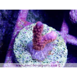 Montipora digitata polypes oranges bouture WYSIWYG