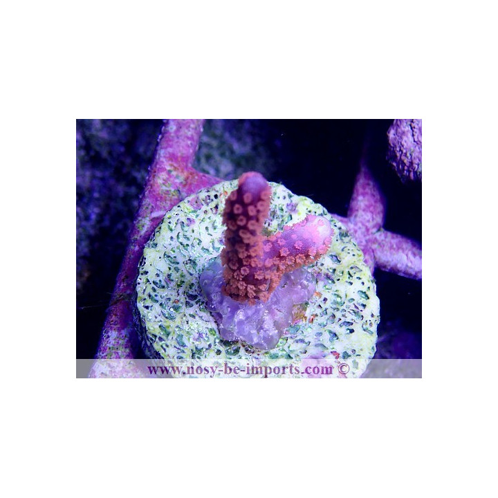 Montipora digitata polypes oranges bouture WYSIWYG