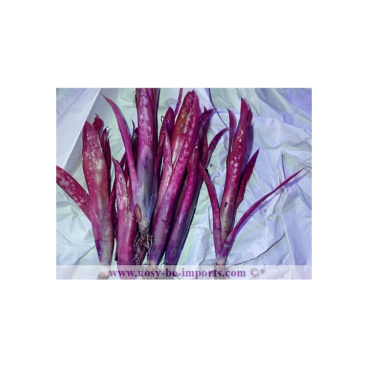 Billbergia sp. Hallelujah