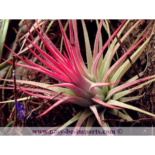 Tillandsia ionantha rubra