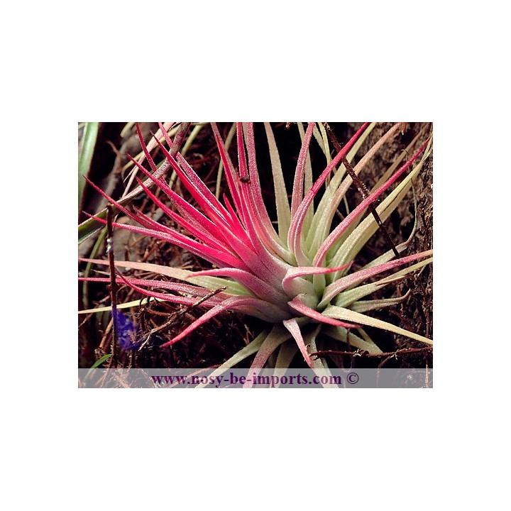 Tillandsia ionantha rubra