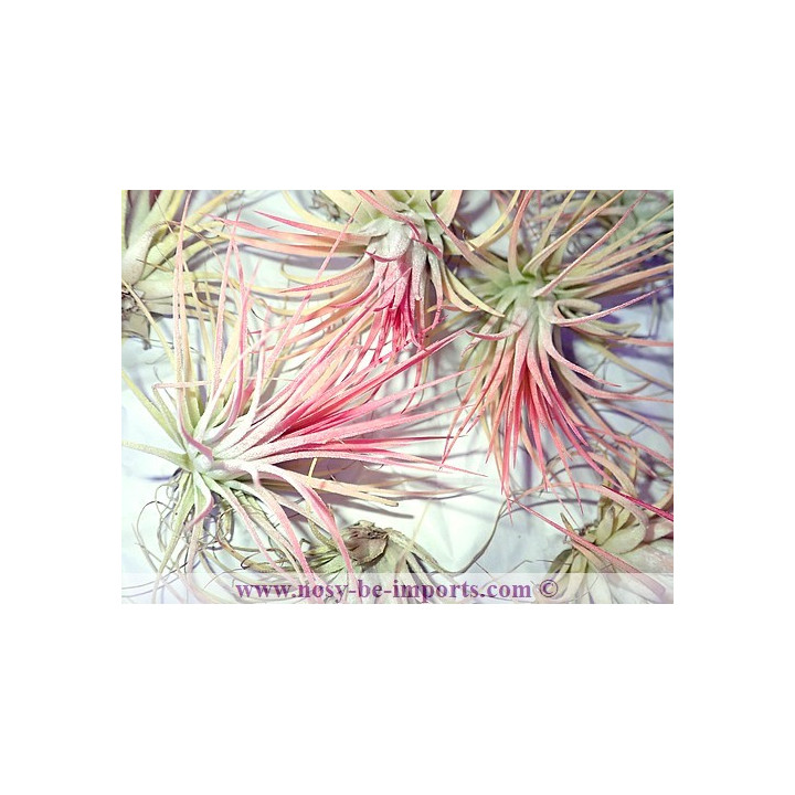 Tillandsia ionantha rubra