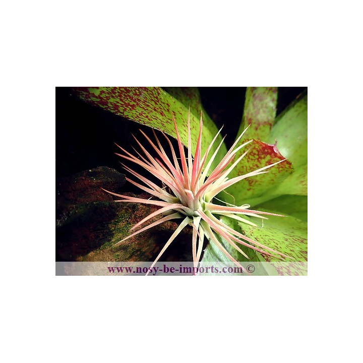 Tillandsia ionantha rubra