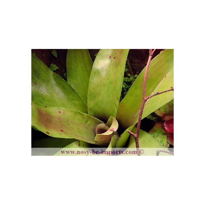 Neoregelia concentrica