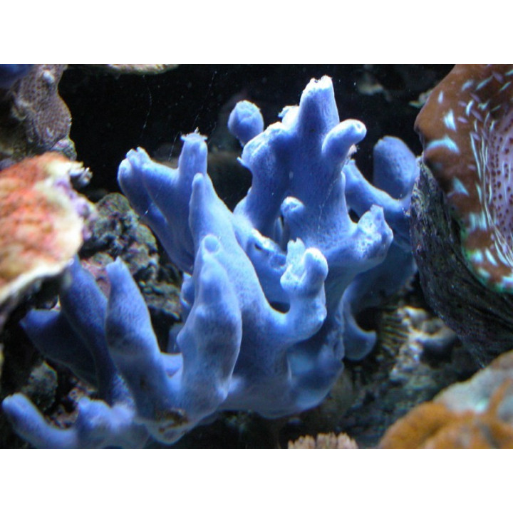 Haliclona sp. bleue