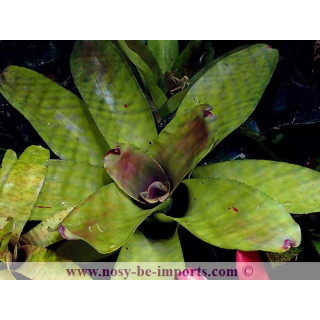 Neoregelia concentrica