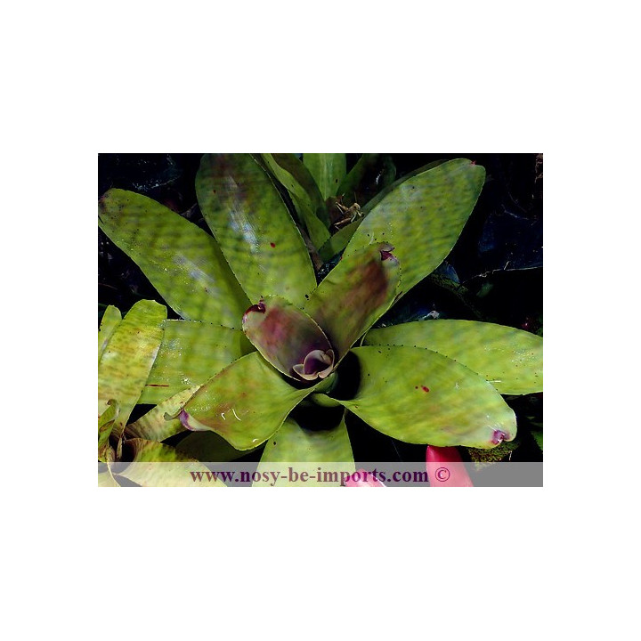 Neoregelia concentrica