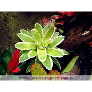 Neoregelia flandria