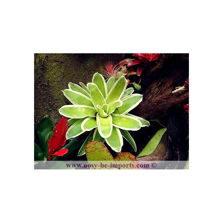 Neoregelia flandria