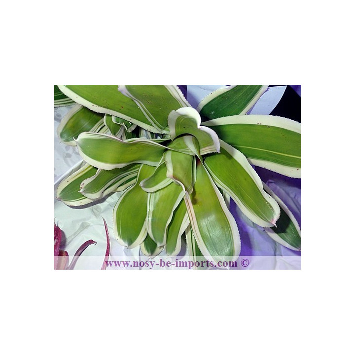 Neoregelia flandria