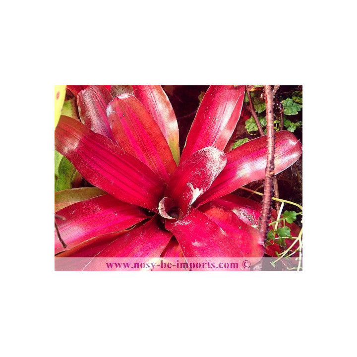 Neoregelia sp. "Iris"