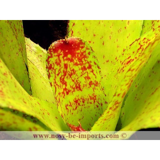 Neoregelia Kautskyi hybride