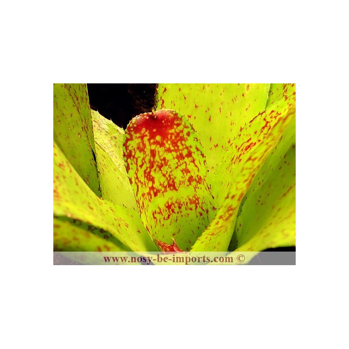 Neoregelia Kautskyi hybride