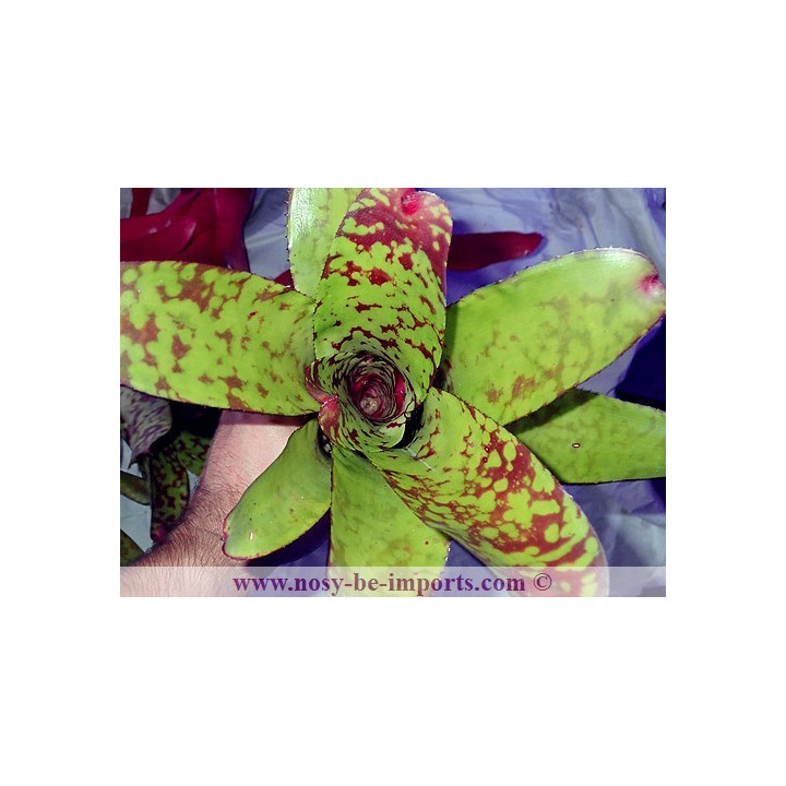 Neoregelia Kautskyi hybride