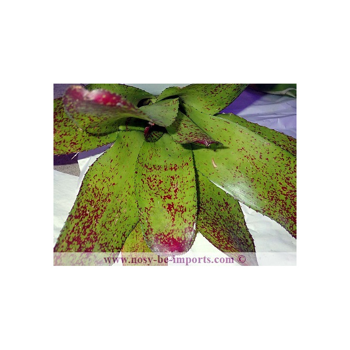 Neoregelia Kautskyi hybride
