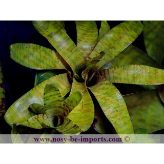 Neoregelia tigrina
