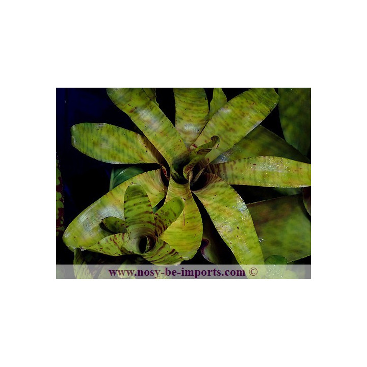 Neoregelia tigrina