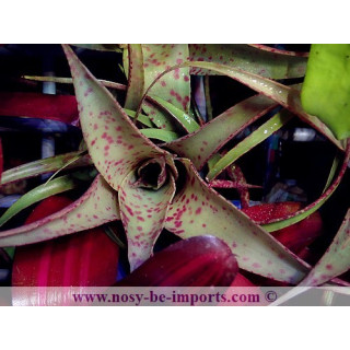 Vriesea saundersii