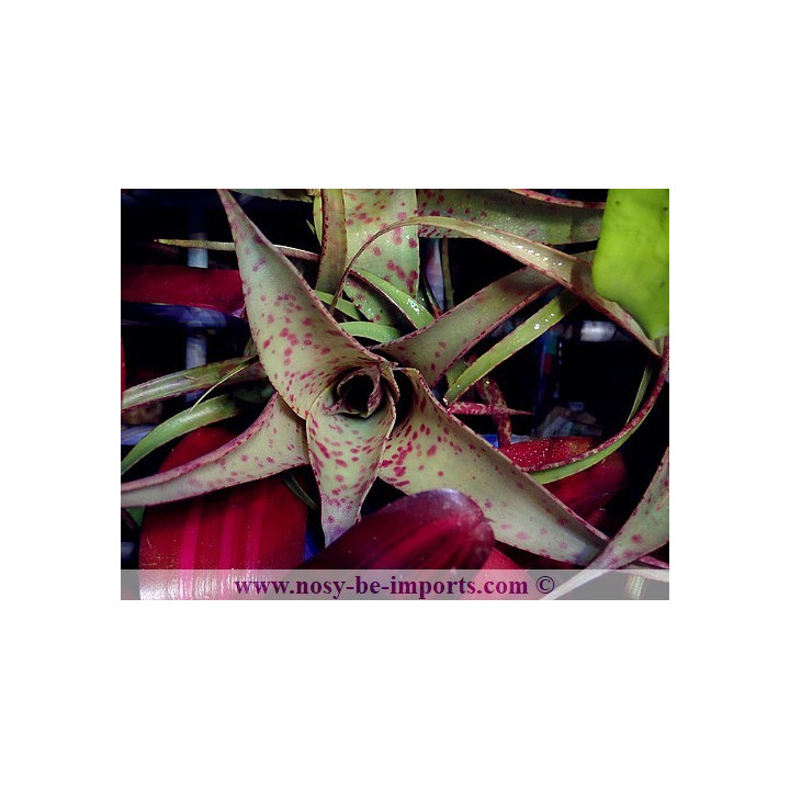 Vriesea saundersii