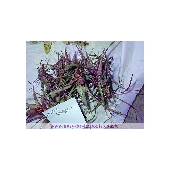 Vriesea saundersii