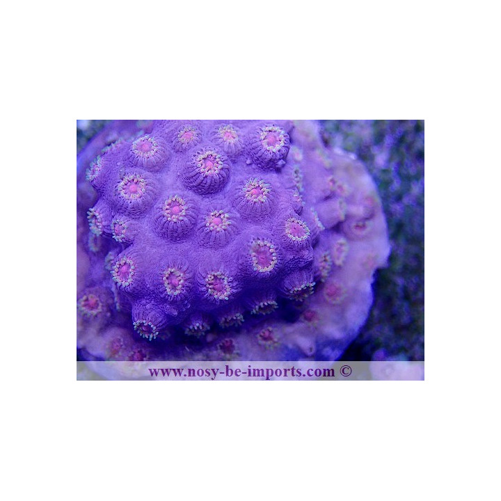 Cyphastrea sp. Ultra Australie