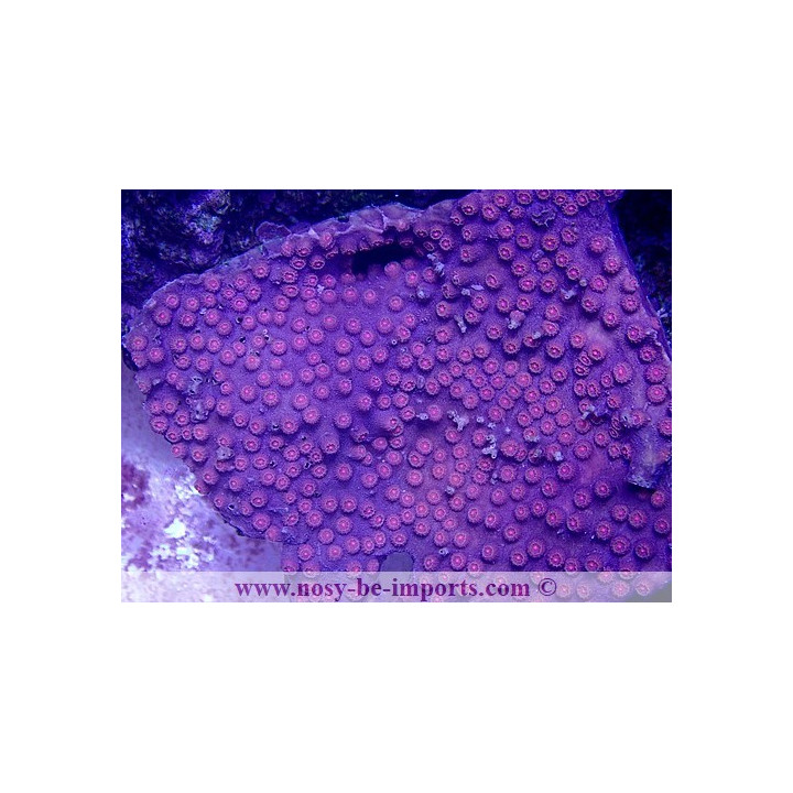Cyphastrea sp. Ultra Australie