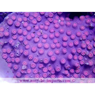 Cyphastrea sp. Ultra Australie
