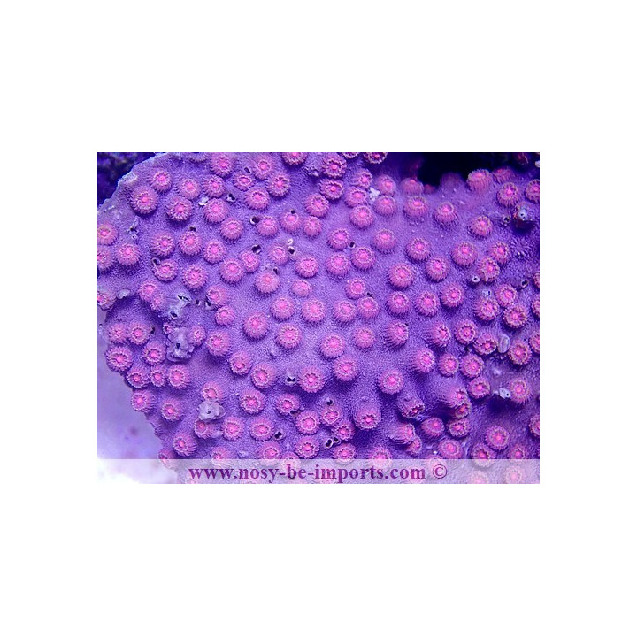 Cyphastrea sp. Ultra Australie
