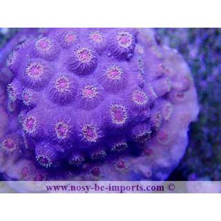 Cyphastrea sp. Ultra bouture Australie WYSIWYG
