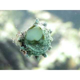 Astrea - escargot - aquarium sur mesure