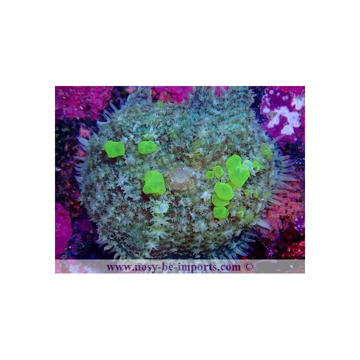 Rhodactis sp. Bounce ultra
