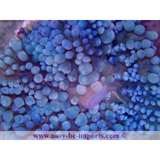 Rhodactis sanctithomae bleu