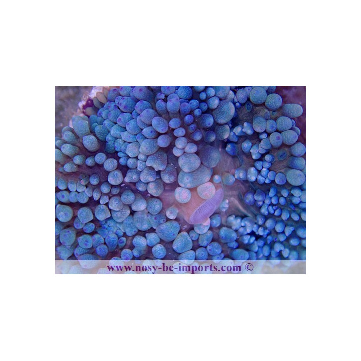 Rhodactis sanctithomae bleu