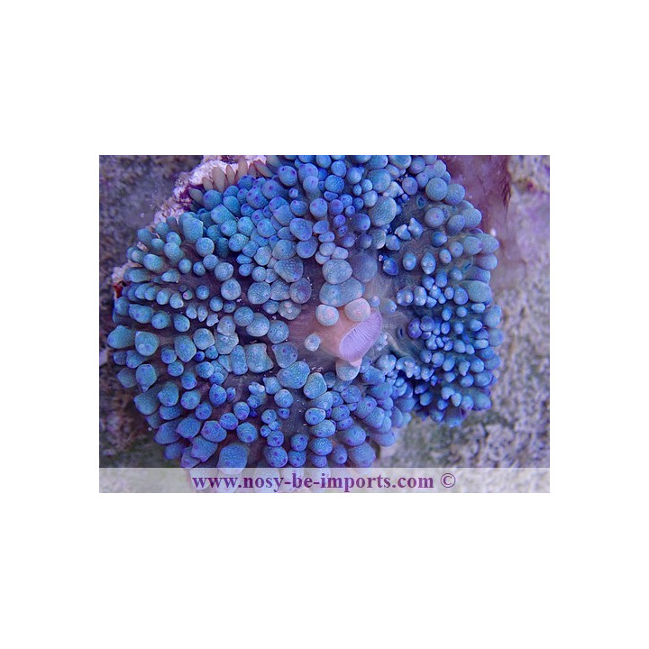 Rhodactis sanctithomae bleu