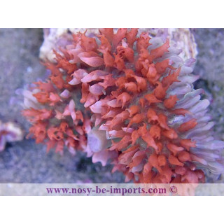 Rhodactis sanctithomae rouge