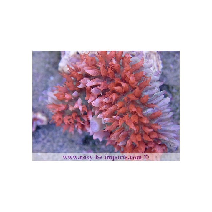Rhodactis sanctithomae rouge