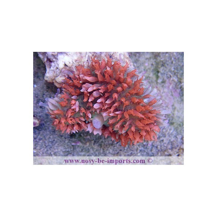 Rhodactis sanctithomae rouge