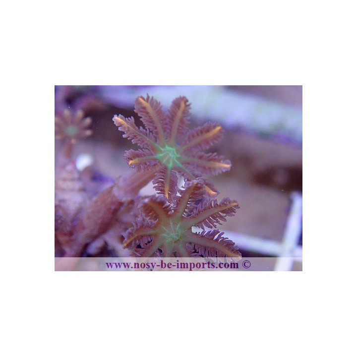 Cornularia sp. tricolor
