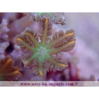 Cornularia sp. tricolor