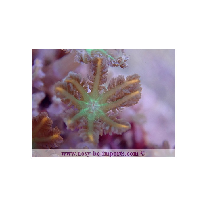 Cornularia sp. tricolor