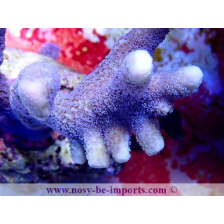 Montipora digitata - Coraux VPC - aquarium sur mesure