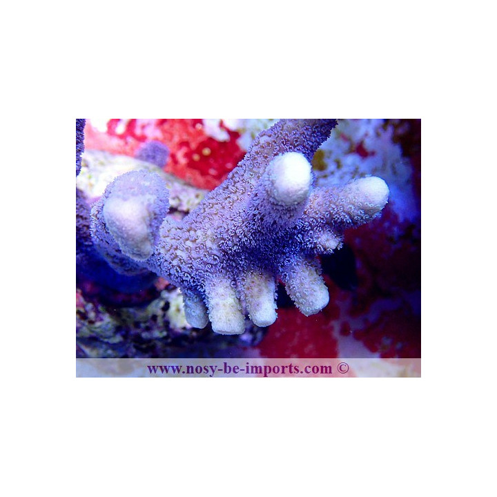 Montipora digitata - Coraux VPC - aquarium sur mesure